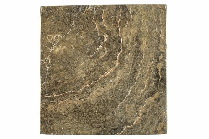 Polished Fossil Rugose Coral Slab - Morocco #276088